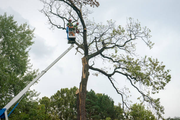 Professional Tree Removal in Artesia, CA