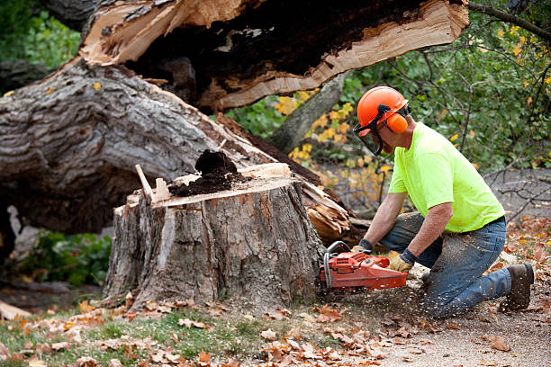 How Our Tree Care Process Works  in  Artesia, CA